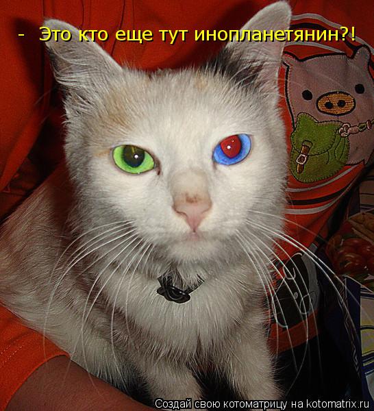 Котоматрица: Это кто еще тут инопланетянин?! -