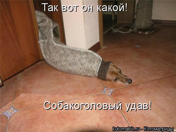 Котоматрица: Так вот он какой! Собакоголовый удав!
