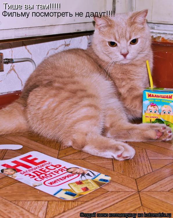 Котоматрица: Тише вы там!!!!! Фильму посмотреть не дадут!!!!