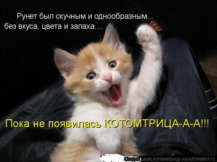 Котоматрица: Рунет был скучным и однообразным... без вкуса, цвета и запаха.... Пока не появилась КОТОМТРИЦА-А-А!!!