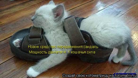 Котоматрица: Новое средство передвижения:сандаль Мощность двигателя: 1 кошачья сила