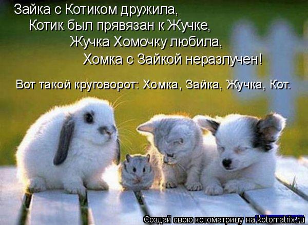 Котик был прявязан к Жучке, Жучка Хомочку любила, Хомка с Зайкой неразлучен! Зайка с Котиком дружила,... Котоматрица: Котик был прявязан к Жучке, Жучка Хомочку любила, Хомка с Зайкой неразлучен! Зайка с Котиком дружила, Вот такой круговорот: Хомка, Зайка, Жуч