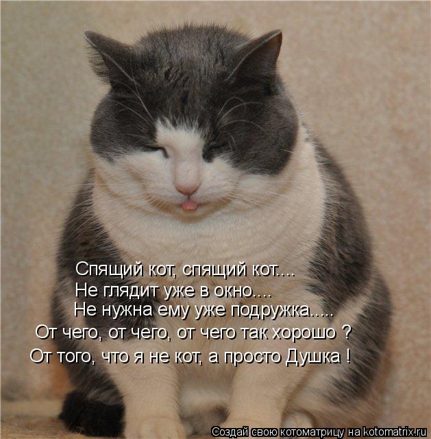 Котоматрица: Спящий кот, спящий кот.... Не глядит уже в окно.... Не нужна ему уже подружка..... От чего, от чего, от чего так хорошо ? От того, что я не кот, а про