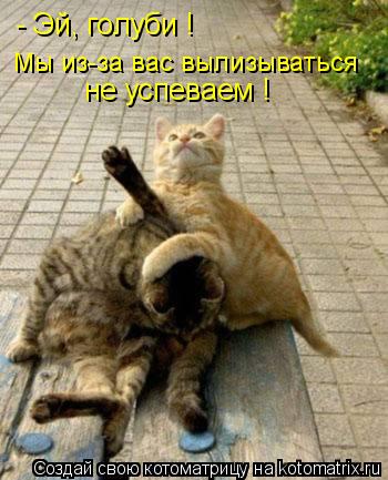 Котоматрица: - Эй, голуби ! не успеваем ! Мы из-за вас вылизываться