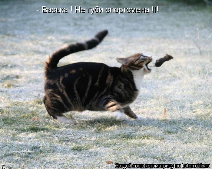 Котоматрица: - Васька ! Не губи спортсмена !!!