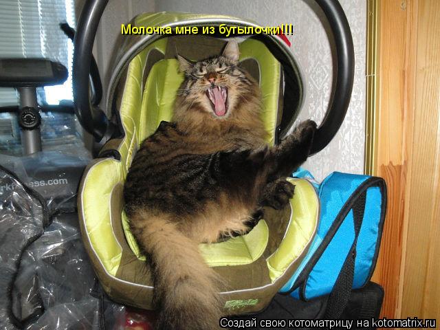 Котоматрица: Молочка мне из бутылочки!!!