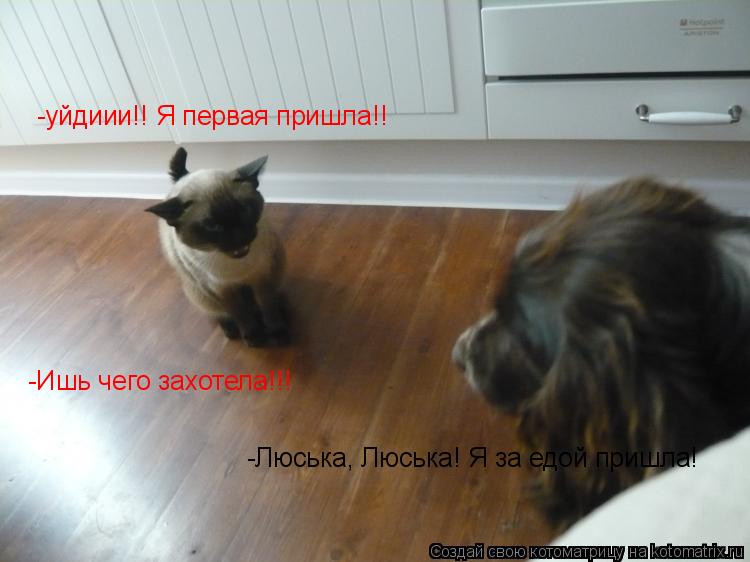 Котоматрица: -уйдиии!! Я первая пришла!! -Люська, Люська! Я за едой пришла! -Ишь чего захотела!!!