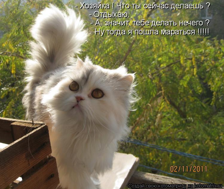 Котоматрица: - Хозяйка ! Что ты сейчас делаешь ? - Отдыхаю. - А, значит, тебе делать нечего ? Ну тогда я пошла мараться !!!!!