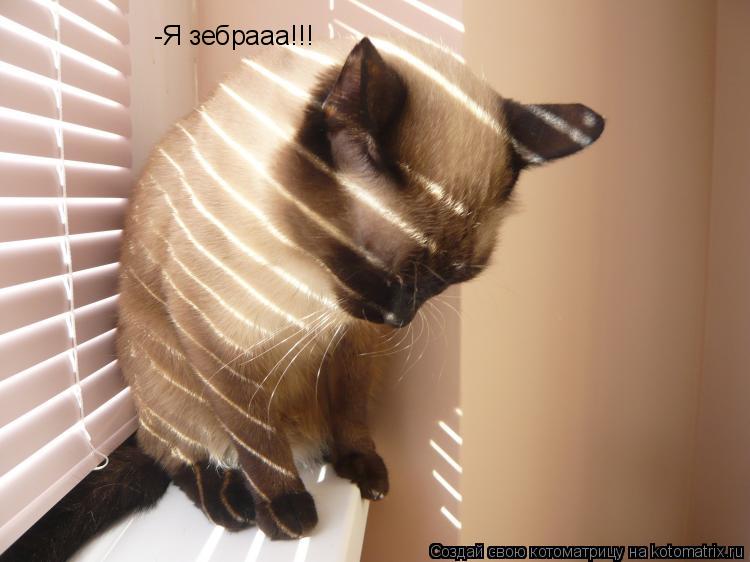 Котоматрица: -Я зебрааа!!!