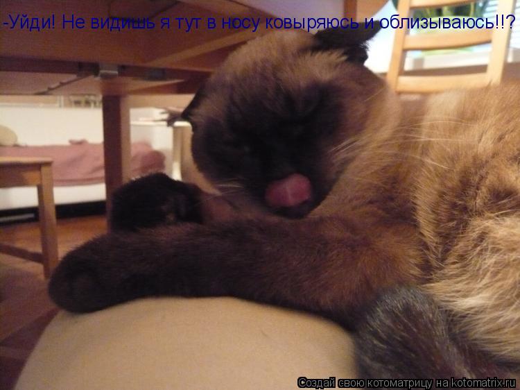 Котоматрица: -Уйди! Не видишь я тут в носу ковыряюсь и облизываюсь!!?