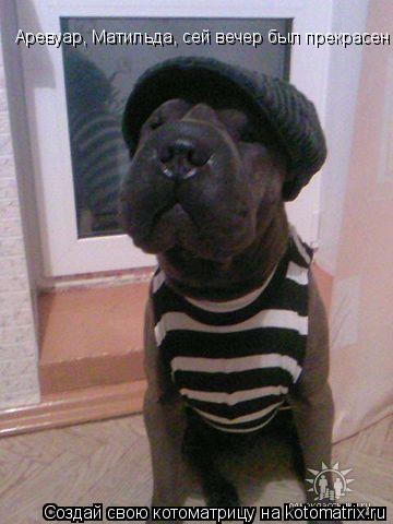 Котоматрица: Аревуар, Матильда, сей вечер был прекрасен