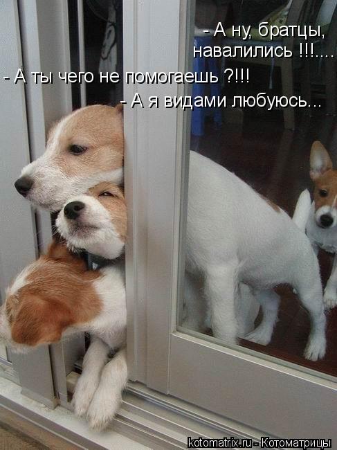 Котоматрица: - А ну, братцы,  навалились !!!.... - А ты чего не помогаешь ?!!! - А я видами любуюсь...