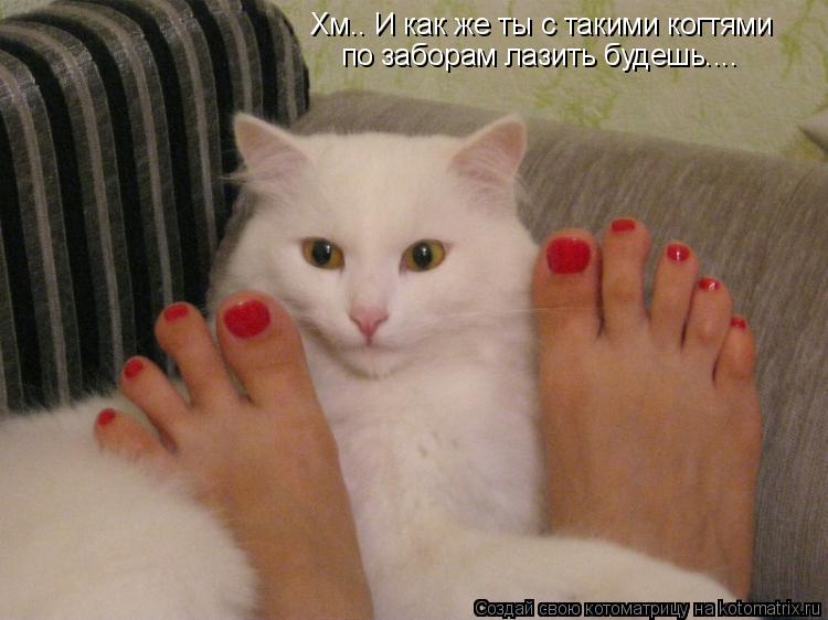Котоматрица: Хм.. И как же ты с такими когтями по заборам лазить будешь....