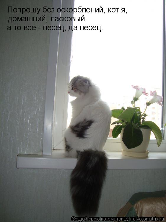 Котоматрица: Попрошу без оскорблений, кот я, домашний, ласковый, а то все - песец, да песец.