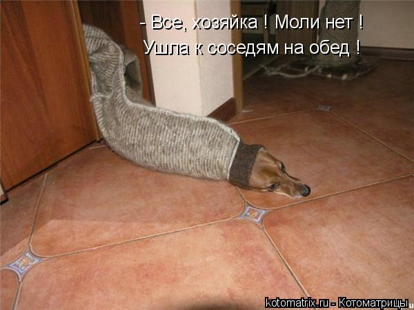 Котоматрица: - Все, хозяйка ! Моли нет ! Ушла к соседям на обед !