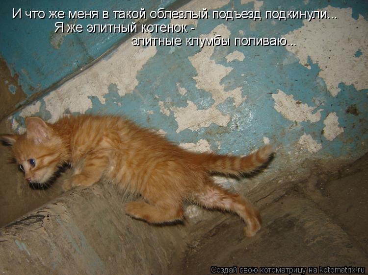 Котоматрица: И что же меня в такой облезлый подъезд подкинули... Я же элитный котенок - элитные клумбы поливаю...