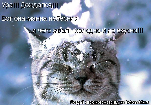 Котоматрица: ...и чего ждал - холодно и не вкусно!!! Ура!!! Дождался!!! Вот она-манна небесная....