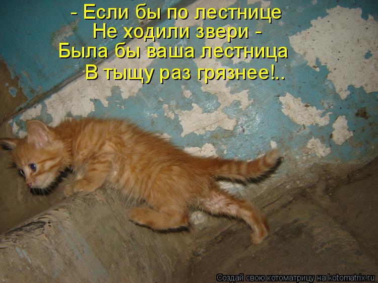 Котоматрица: - Если бы по лестнице Не ходили звери -  Была бы ваша лестница В тыщу раз грязнее!..