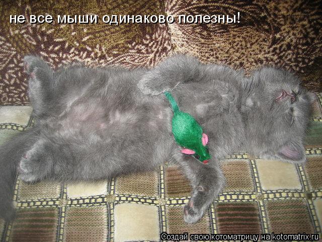 Котоматрица: не все мыши одинаково полезны!