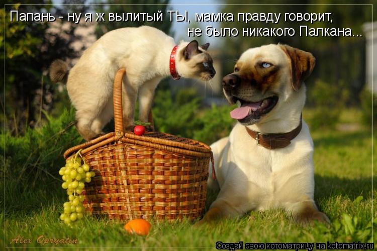 Котоматрица: Папань - ну я ж вылитый ТЫ, мамка правду говорит, не было никакого Палкана...