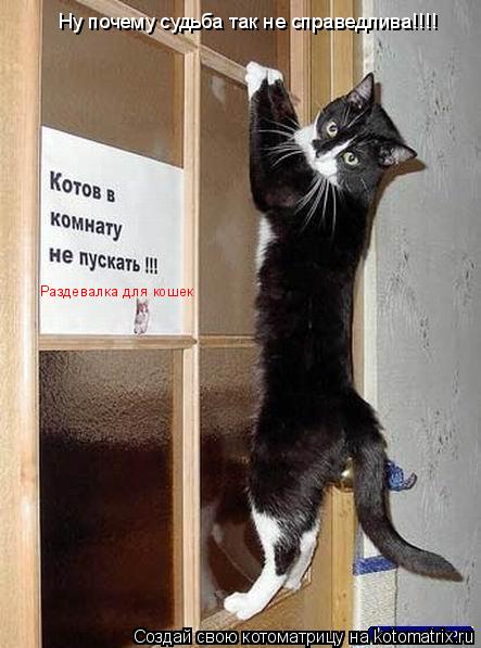 Котоматрица: Раздевалка для кошек Ну почему судьба так не справедлива!!!!
