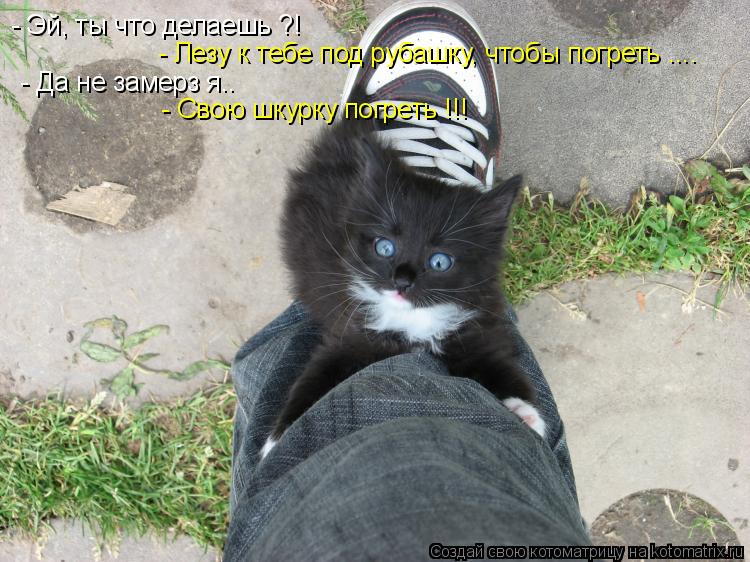 Котоматрица: - Эй, ты что делаешь ?! - Лезу к тебе под рубашку, чтобы погреть .... - Да не замерз я.. - Свою шкурку погреть !!!
