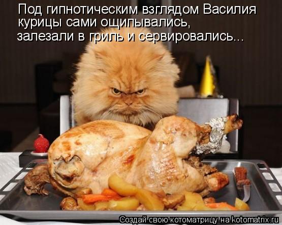 Котоматрица: Под гипнотическим взглядом Василия курицы сами ощипывались, залезали в гриль и сервировались...
