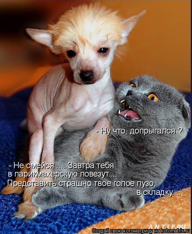 Котоматрица: - Ну что, допрыгался ? - Не смейся .... Завтра тебя в парикмахерскую повезут.... Представить страшно твое голое пузо, в складку....