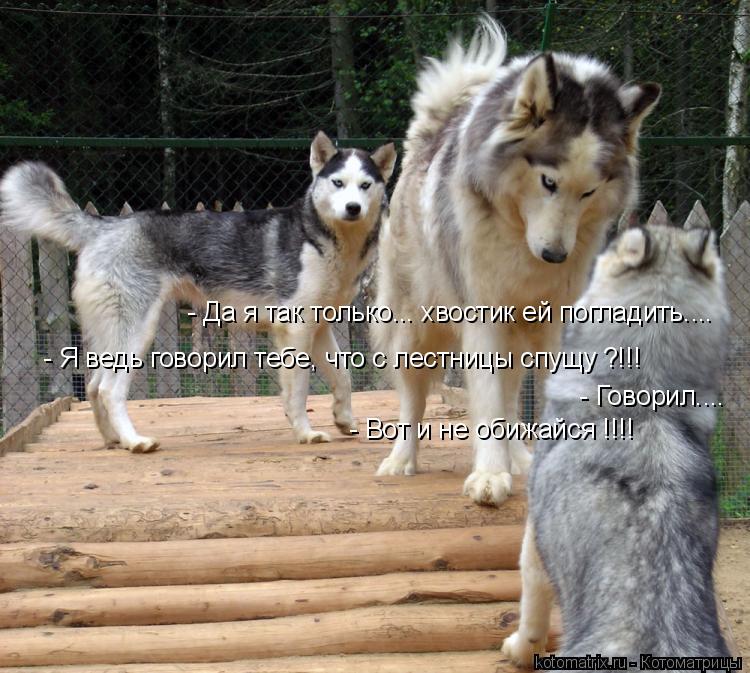 Котоматрица: - Я ведь говорил тебе, что с лестницы спущу ?!!! - Говорил.... - Вот и не обижайся !!!! - Да я так только... хвостик ей погладить....