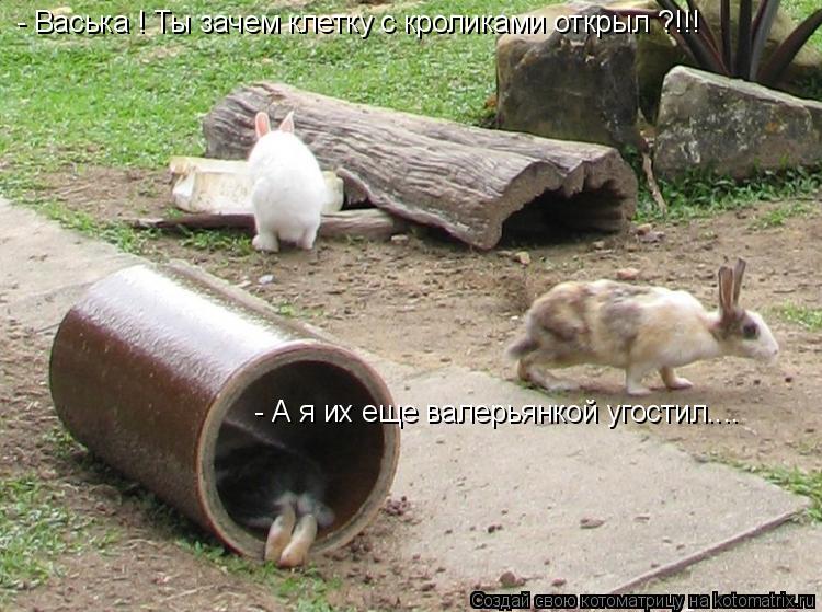 Котоматрица: - Васька ! Ты зачем клетку с кроликами открыл ?!!! - А я их еще валерьянкой угостил....