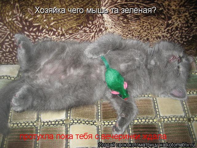 Котоматрица: Хозяйка чего мышь та зелёная? протухла пока тебя с вечеринки ждала
