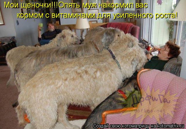 Котоматрица: Мои щеночки!!!Опять муж накормил вас кормом с витаминами для усиленного роста!