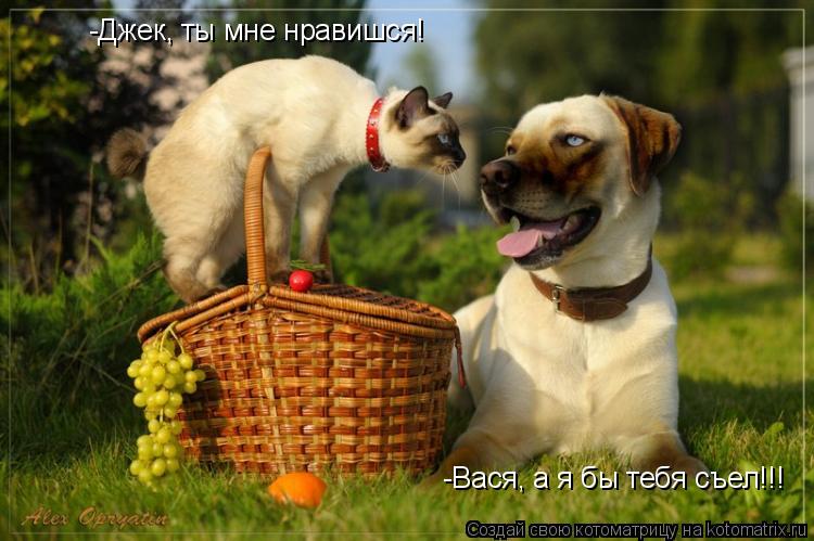 Котоматрица: -Джек, ты мне нравишся! -Вася, а я бы тебя съел!!!