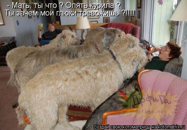 Котоматрица: - Мать, ты что ? Опять курила ? Ты зачем мои глюки тревожишь ?!!!!