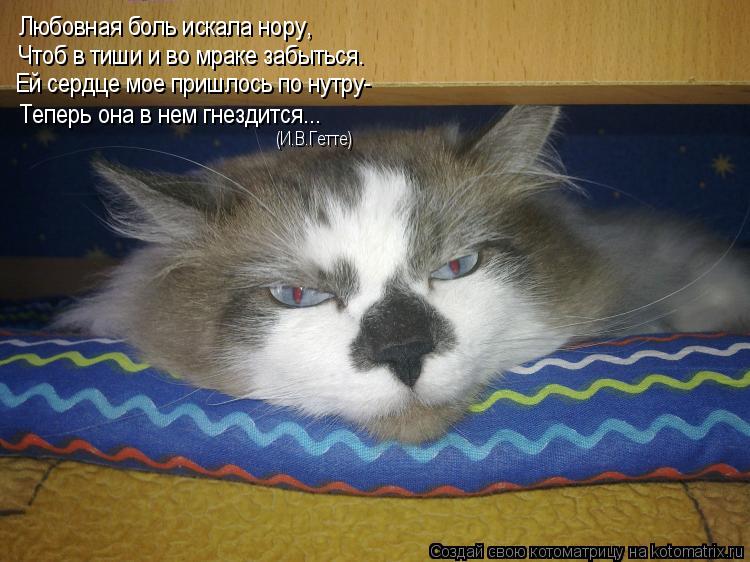 Котоматрица: Любовная боль искала нору, Чтоб в тиши и во мраке забыться. Ей сердце мое пришлось по нутру- Теперь она в нем гнездится... (И.В.Гетте)