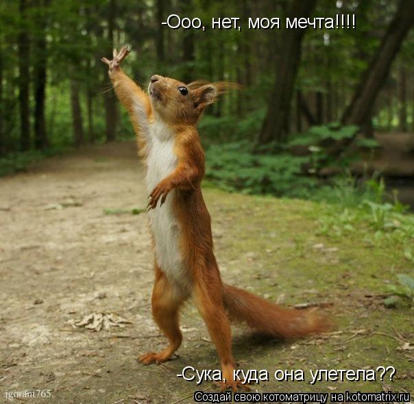 Котоматрица: -Ооо, нет, моя мечта!!!! -Сука, куда она улетела??