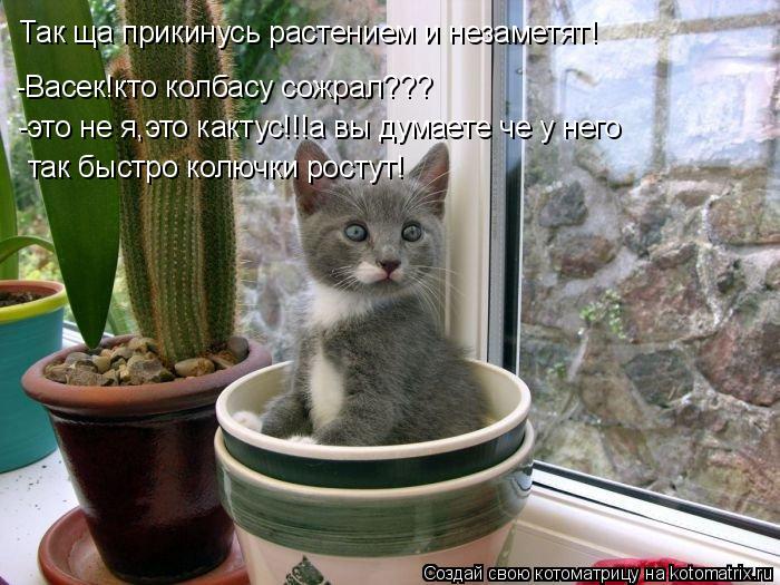 Котоматрица: Так ща прикинусь растением и незаметят! -Васек!кто колбасу сожрал??? -это не я,это кактус!!!а вы думаете че у него так быстро колючки ростут!