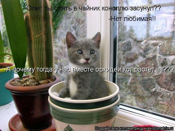 Котоматрица: -Олег, ты опять в чайник коноплю засунул?? - -Нет любимая!! -А почему тогда у нас вместе орхидеи кот растет,аа???