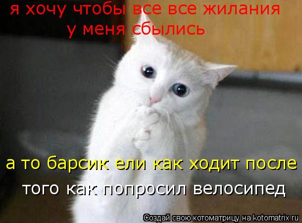 Котоматрица: я хочу чтобы все все жилания у меня сбылись а то барсик ели как ходит после того как попросил велосипед