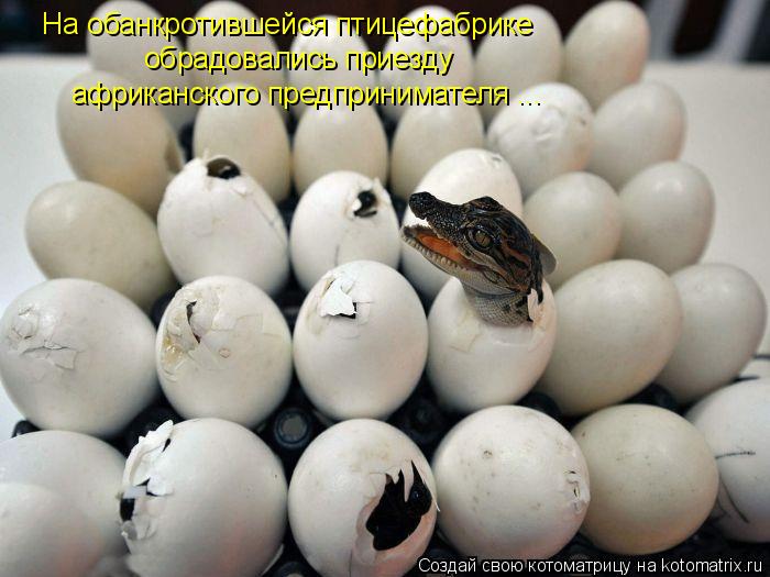 Котоматрица: На обанкротившейся птицефабрике обрадовались приезду африканского предпринимателя ...