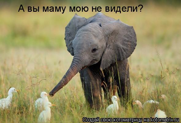 А вы маму мою не видели?... Котоматрица: А вы маму мою не видели?