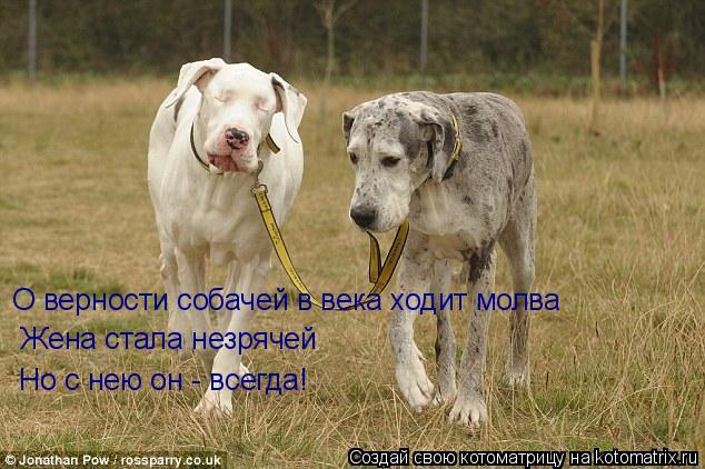 Котоматрица: О верности собачей в века ходит молва Жена стала незрячей Но с нею он - всегда!