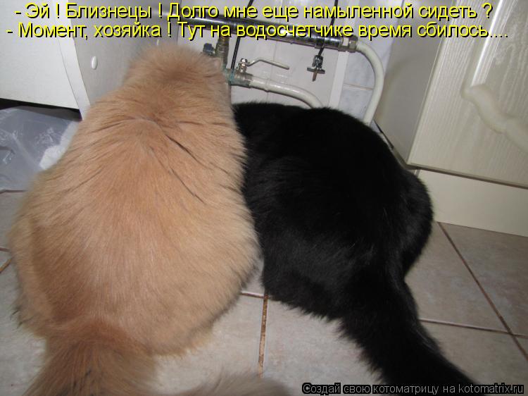 Котоматрица: - Эй ! Близнецы ! Долго мне еще намыленной сидеть ? - Момент, хозяйка ! Тут на водосчетчике время сбилось....