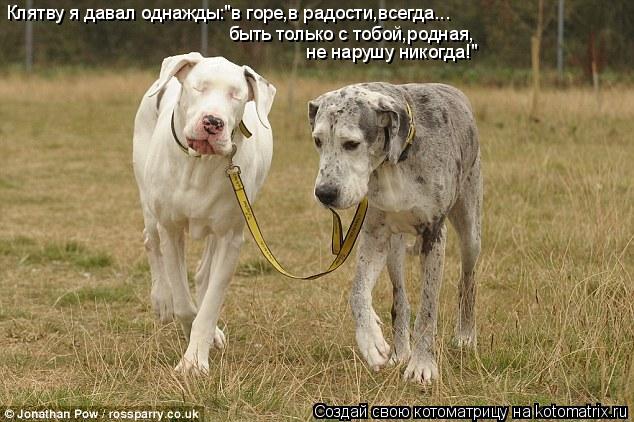 Котоматрица: Клятву я давал однажды:"в горе,в радости,всегда... быть только с тобой,родная, не нарушу никогда!"