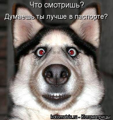 Котоматрица: Что смотришь? Думаешь ты лучше в паспорте?