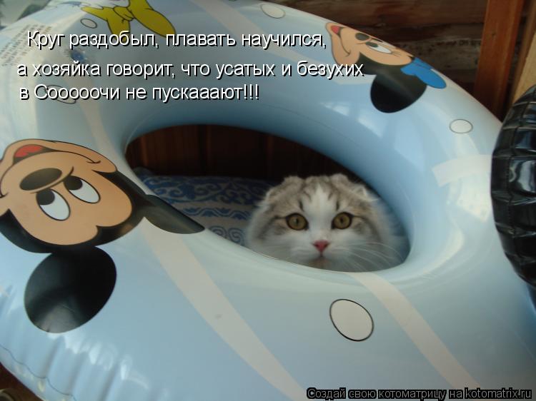 Котоматрица: Круг раздобыл, плавать научился, а хозяйка говорит, что усатых и безухих в Сооооочи не пускааают!!!