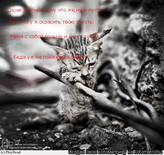 Котоматрица: Да,не элитный я,ну что же,ну и пусть Зато могу я скрасить твою грусть. Меня с собой возьми и нам с тобой, Беда уж не покажется бедой.