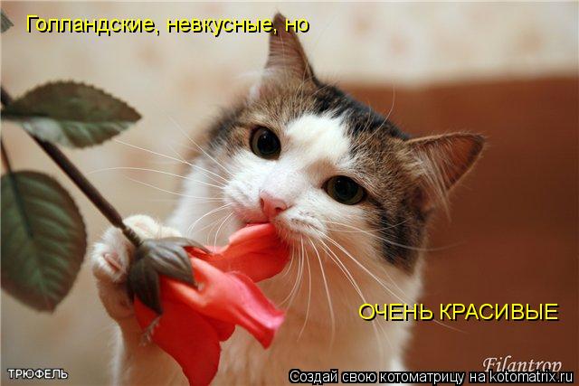 Котоматрица: Голландские, невкусные, но  ОЧЕНЬ КРАСИВЫЕ