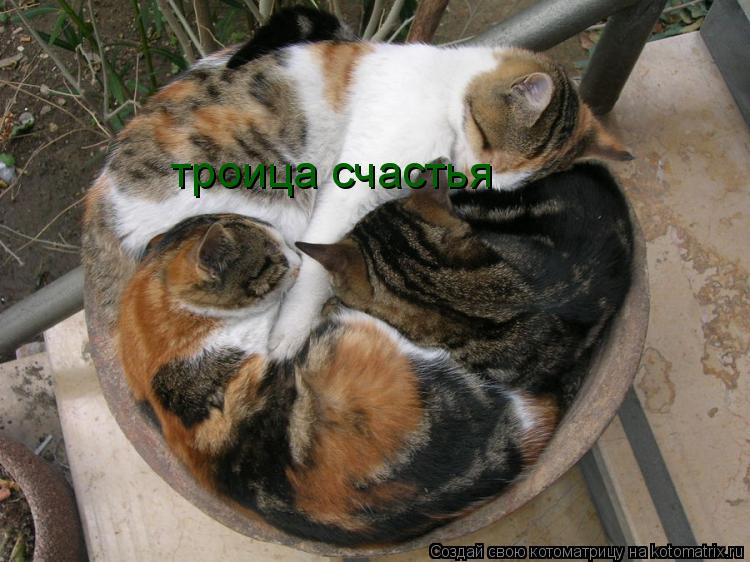 Котоматрица: троица счастья