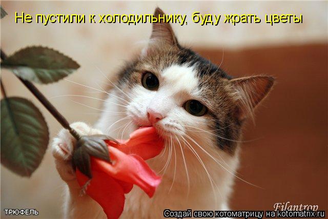 Котоматрица: Не пустили к холодильнику, буду жрать цветы